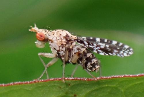 Trypetoptera punctulata